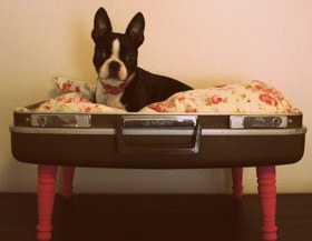 pet-bed-workshopsf-western-addition.jpg
